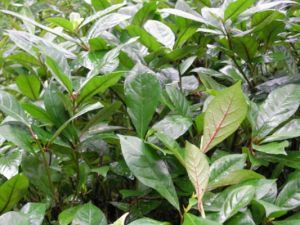 雲南土沉香（原變種）