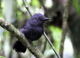 純色蟻鵙 純色蟻鵙