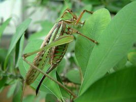 螽斯亞目 螽斯亞目