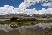 青藏高原牧區