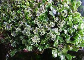 月鱗苔屬 月鱗苔屬