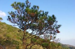 古囊峢山獻 古囊峢山獻