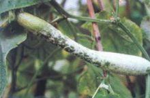 黃薊馬為害症狀