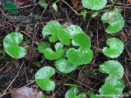 花連燈盞草 花連燈盞草