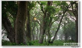 江西樂安古樟樹群 江西樂安古樟樹群