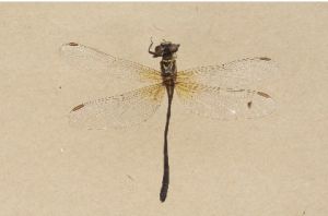 純鎏尖尾箭蜒 純鎏尖尾箭蜒