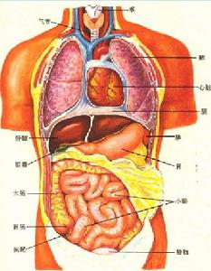 （圖）內部器官示意圖
