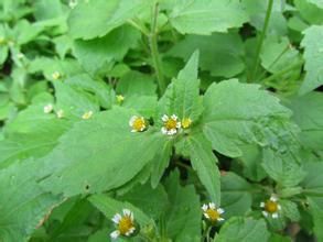 牛膝菊屬 牛膝菊屬