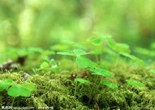 鬼尖草同科目藥草圖集