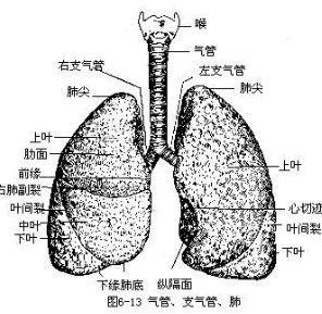 肺部結構圖
