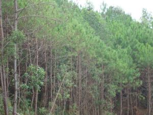 曼木樹自然村 曼木樹自然村