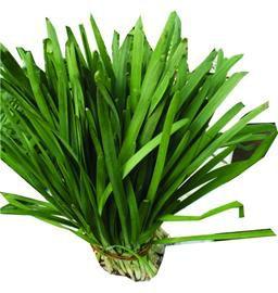 竹桿青韭菜 竹桿青韭菜