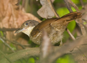 綠背拾葉雀 綠背拾葉雀