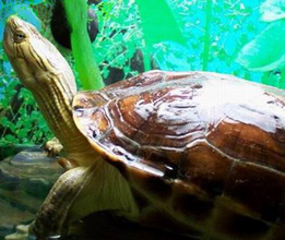 （圖）擬眼斑龜
