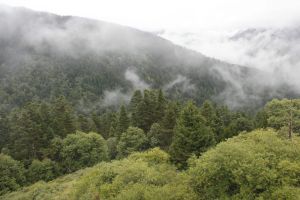 熱帶針葉林 熱帶針葉林