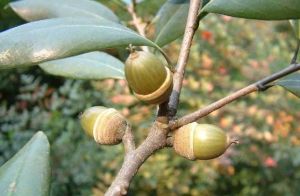 亮葉青岡 亮葉青岡