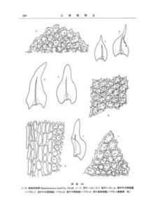 暗綠多枝蘚 暗綠多枝蘚