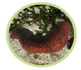 紅黑海參 紅黑海參