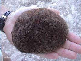 緣楯海膽 緣楯海膽