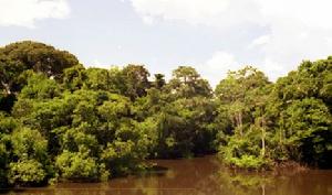 巴西的洪泛森林