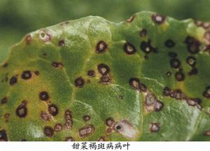 甜菜褐斑病 甜菜褐斑病