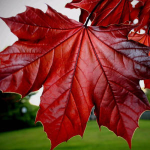 紅國王挪威槭 紅國王挪威槭