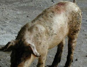 副豬嗜血桿菌病