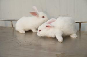 日本大耳白兔 日本大耳白兔
