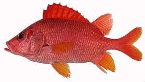 尖吻棘鱗鰃 尖吻棘鱗鰃