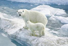 北極熊[生活在北極的熊]