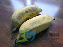 灰蕉 灰蕉