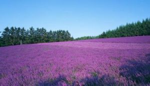 黑龍江百里香 黑龍江百里香