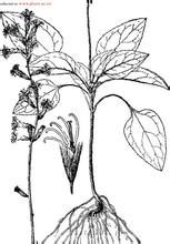 鐵燈兔兒岡 鐵燈兔兒岡