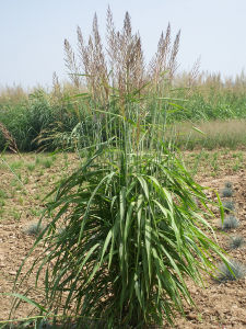 長花大油芒 長花大油芒