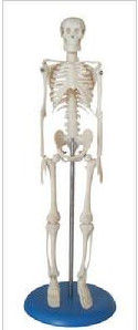 人體骨骼尺寸