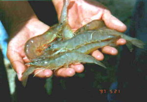 脊尾白蝦