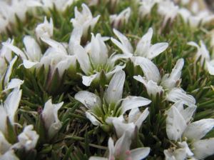 狐茅狀雪靈芝 狐茅狀雪靈芝
