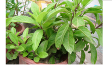 金雞毛草的外形