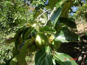 蒼巴席自然村自然資源-果林