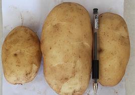 冀張薯10號 冀張薯10號