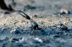 費斯塔招潮蟹 費斯塔招潮蟹