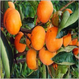 次郎[甜柿品種之一]