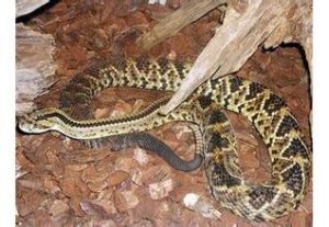 斑背響尾蛇 斑背響尾蛇