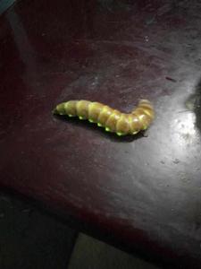 大場雌光螢 大場雌光螢