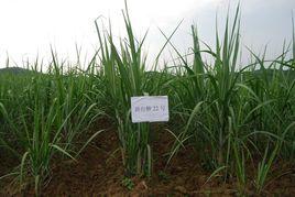 新台糖22號 新台糖22號