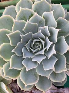 鏡蓮[多肉植物]