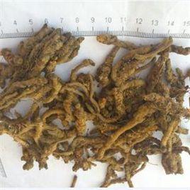 小地黃連 小地黃連