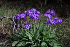 鍾狀垂花報春 鍾狀垂花報春