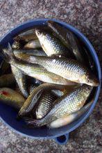 麥穗魚家族圖冊