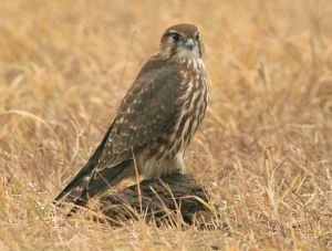 游隼北非亞種 游隼北非亞種